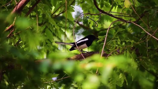 暑夏清凉游 | 天然氧吧铜锣坝 看山看水总相宜