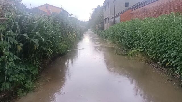 雨天随手拍些院子及门口的雨景,让你们见识一下什么叫:瓢泼大雨