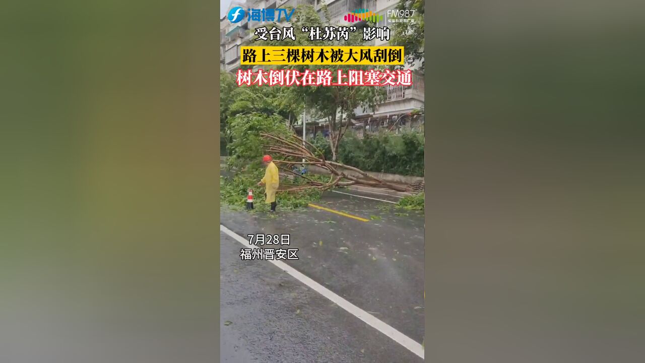 受台风影响,福州晋安区金鸡山路三棵树木被大风刮倒,阻塞道路.