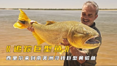 和杰瑞米瓦德一样的狂热钓客，来到南美洲寻找巨型黄貂鱼