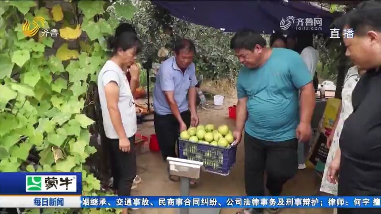 陵城发展特色种植,黄花菜迎来采收期,奏响乡村振兴“丰收曲”