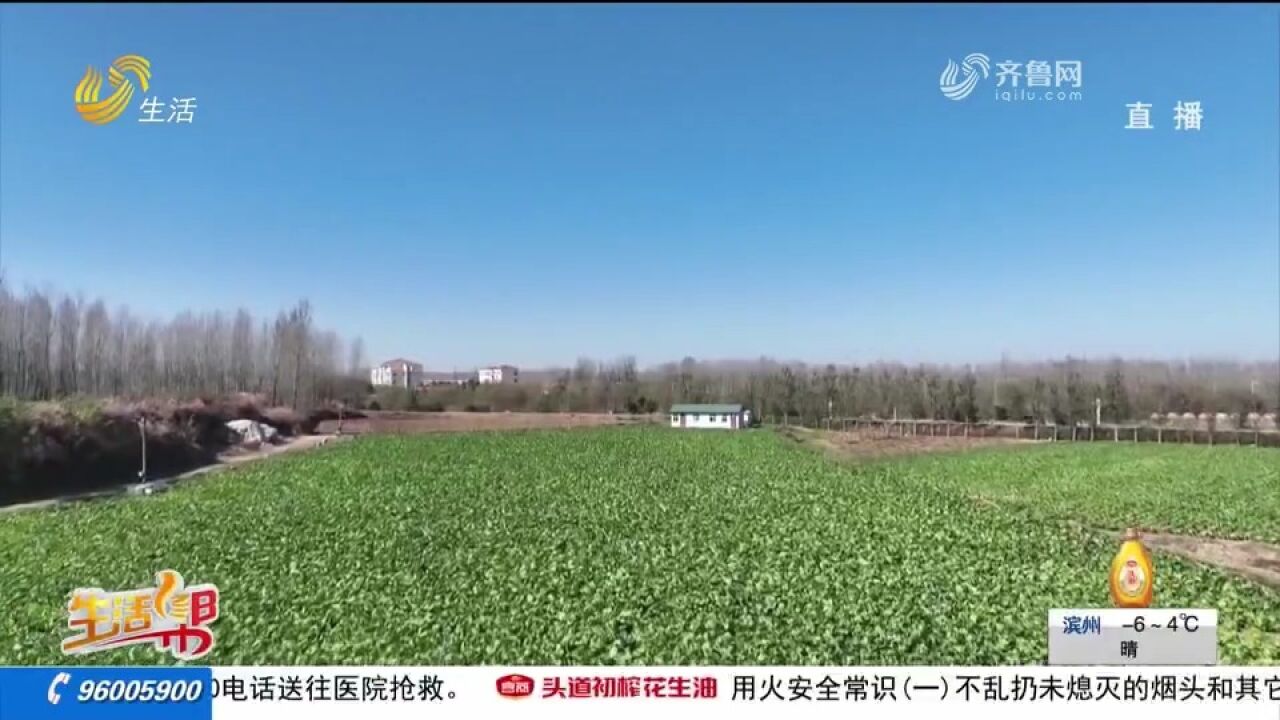 青岛胶河白菜喜丰收,一棵卖50元销路不用愁,开辟致富增收新路子