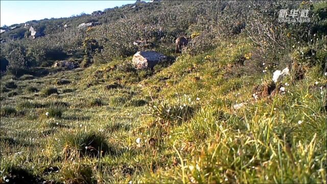 青海城郊自然保护区首次拍摄到马麝日间活动影像