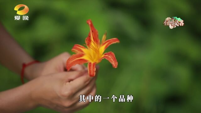 (国潮国药)萱草:它是中国的“母亲花” 又叫“忘忧草”