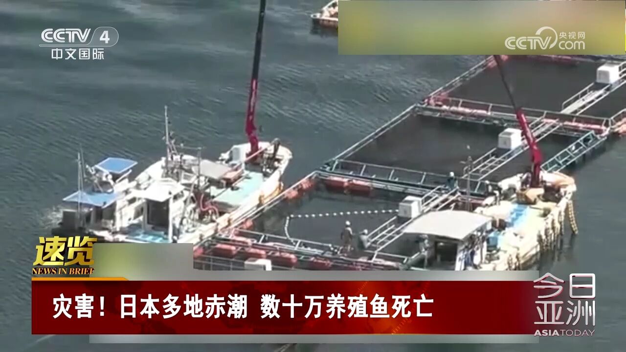 灾害!日本多地赤潮 数十万养殖鱼死亡