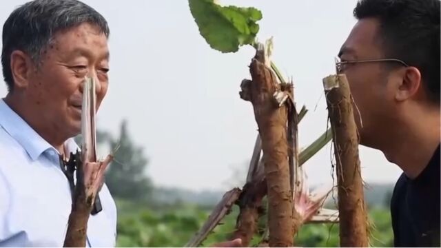 兰陵当地的一种特产“牛蒡”,牛蒡不但可食用还可入药