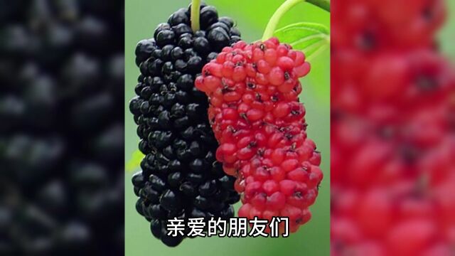 桑葚的功效与作用以及食用禁忌,叮嘱身边的朋友,要注意