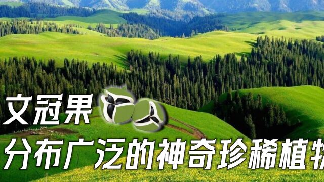 文冠果:一种分布广泛的珍稀植物