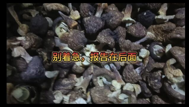 夏日解馋看湘蕈姬松茸