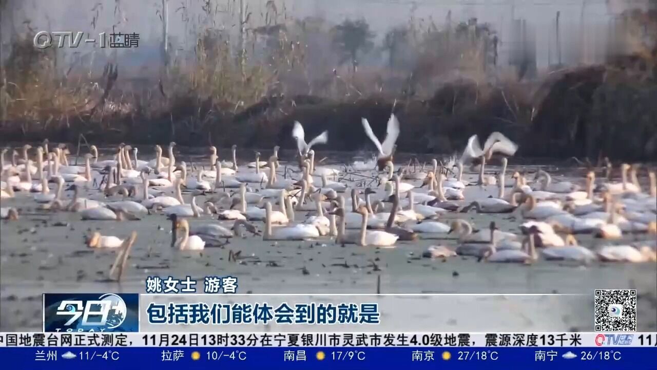 湿地飞来白天鹅翩跹起舞悠然自得,构成一幅冬日美景!