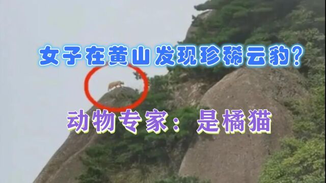 安徽火了!女子疑似在黄山发现珍稀动物云豹?专家最新回应来了