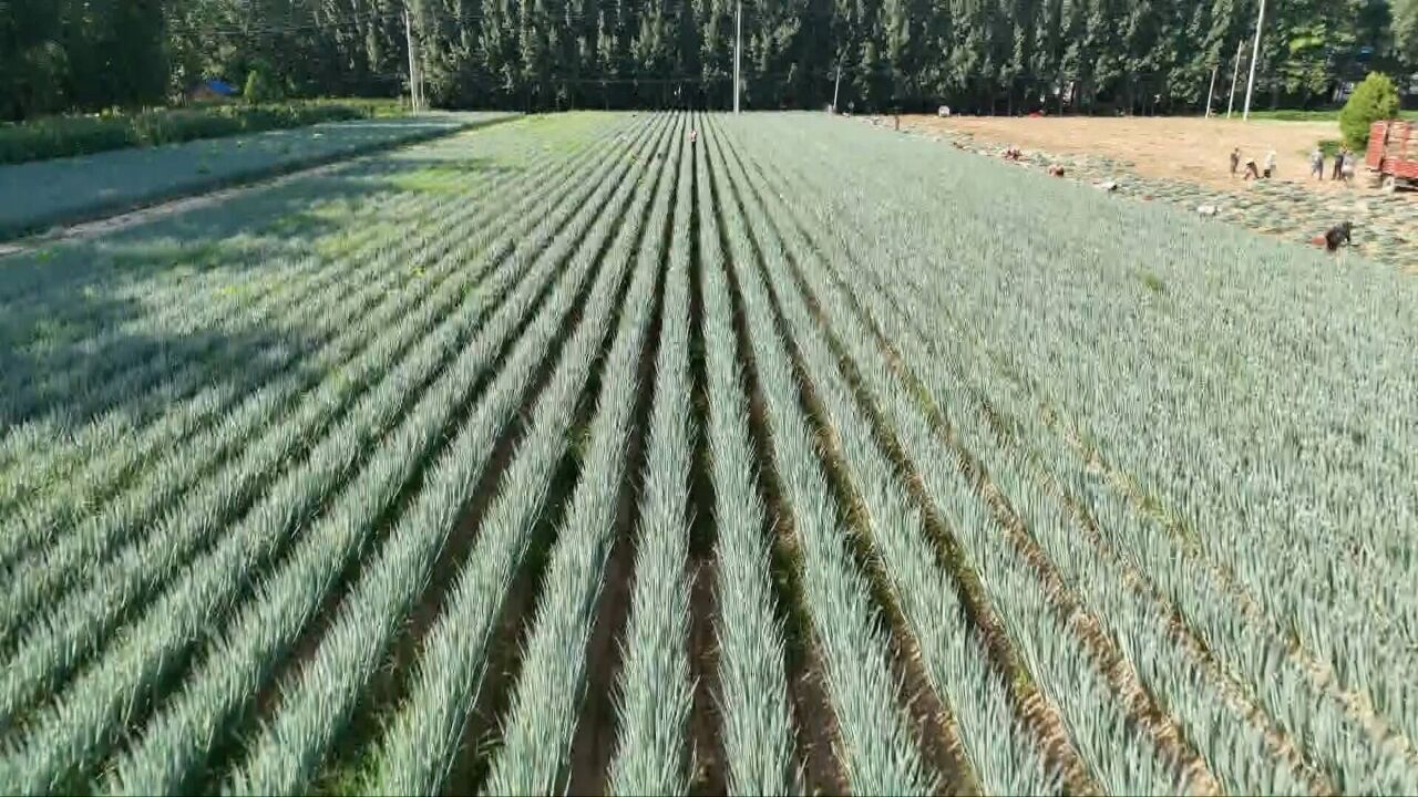 菏泽定陶:发展特色经济作物种植 不断带领群众增收致富