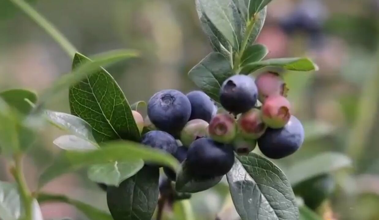 蓝莓采摘有技巧,全熟的果实轻轻一碰就掉落,酸甜可口风味独特