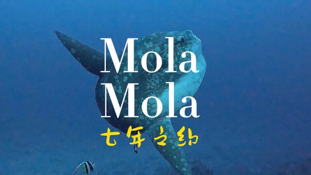 巴厘岛潜水的最大特色Mola Mola(翻车鱼)来了,每年的810月它们随着冷流经过龙目海峡,此时在巴厘岛的水晶湾是观看翻车鱼的绝佳位置.#巴厘岛潜水