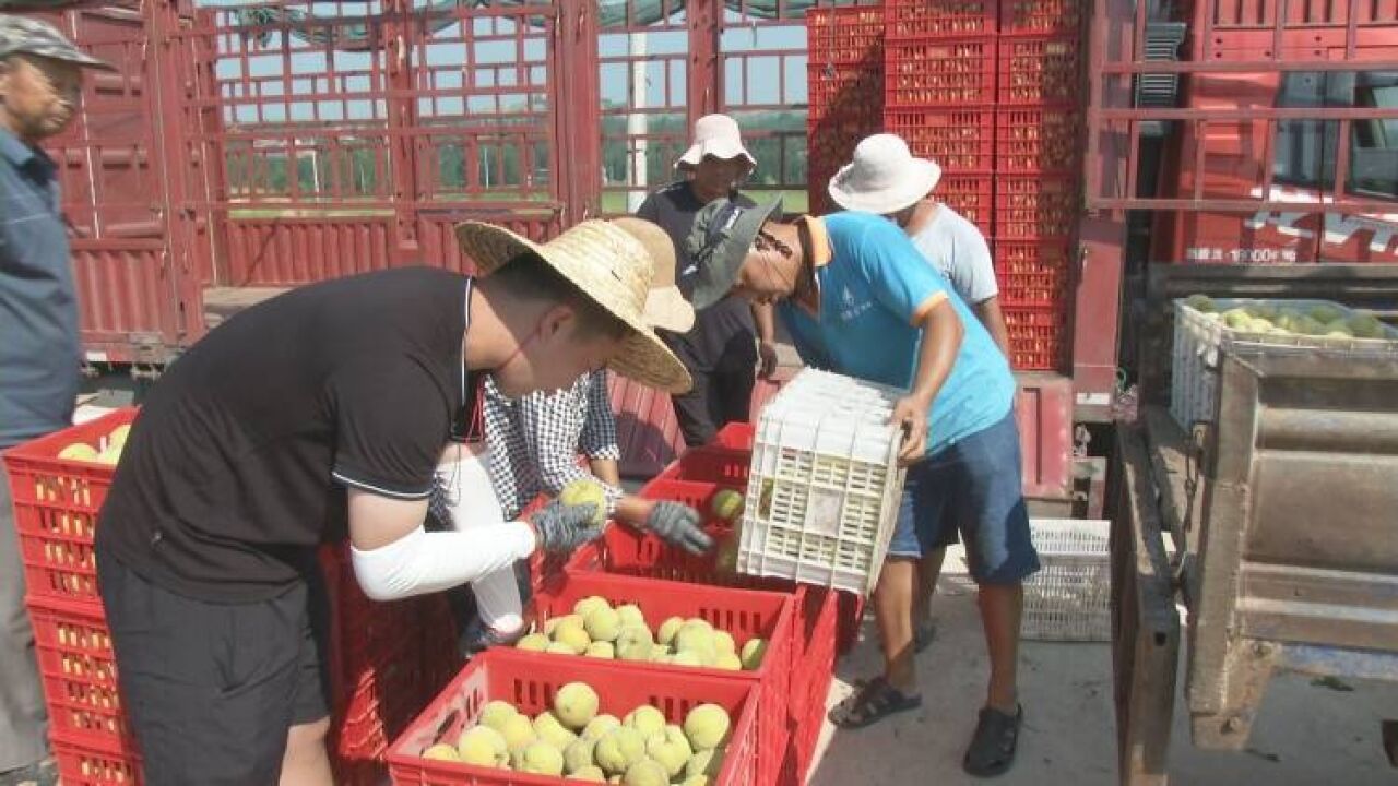 新泰市石莱镇:黄桃迎丰收 结出“致富果”