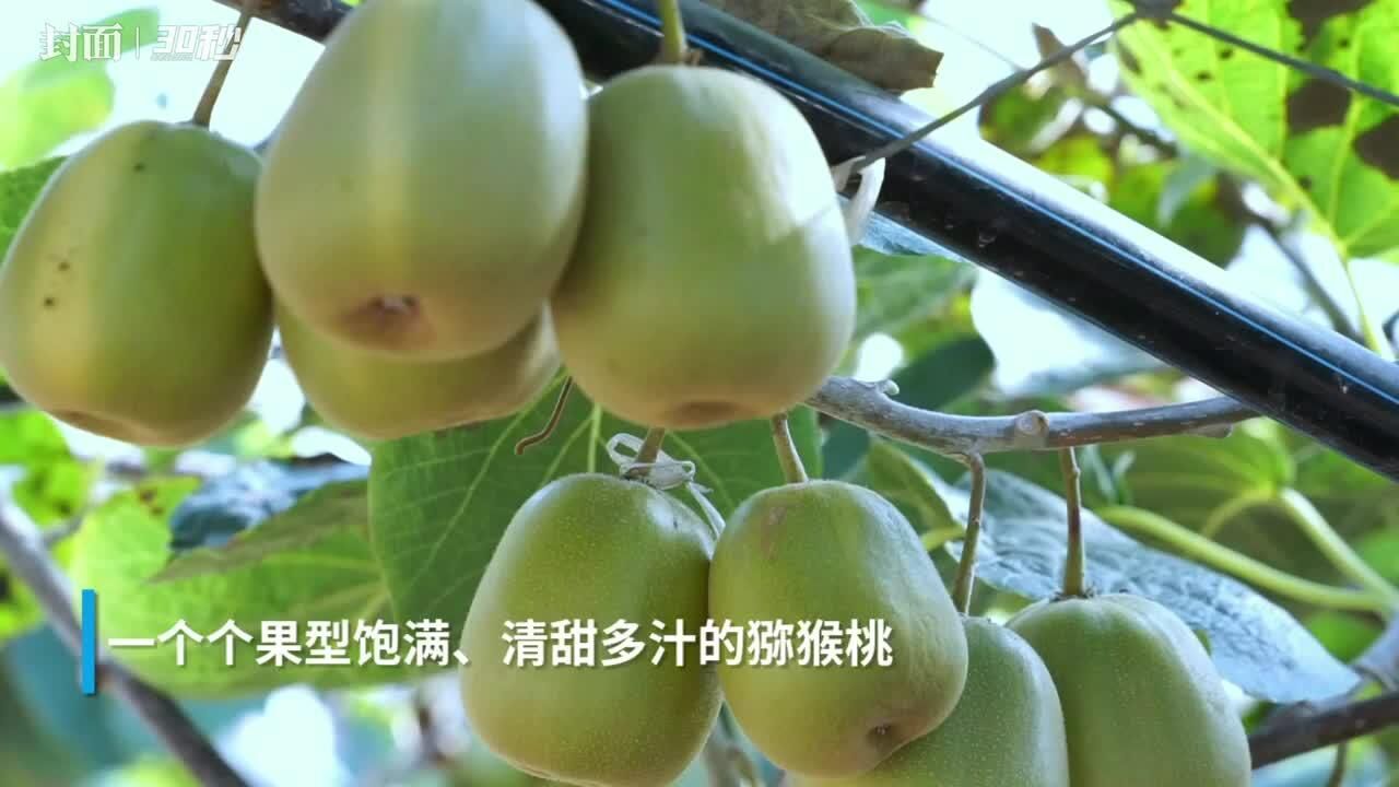 30秒|鲜果飘香迎丰收 四川昭化猕猴桃采摘正当时