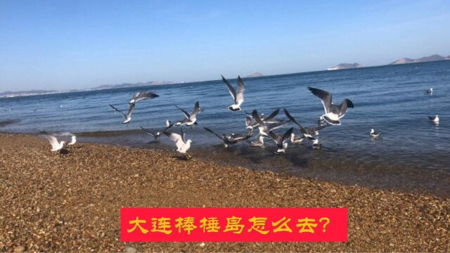 大连棒棰岛怎么去?