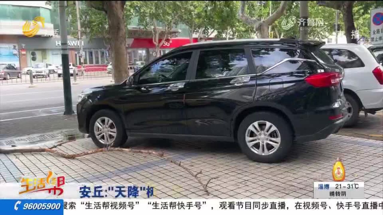 安丘:“天降”树枝 砸坏私家车