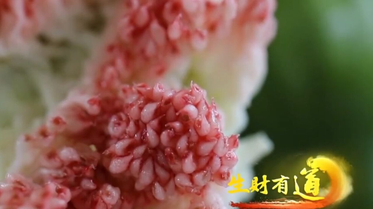 无花果真的没有花吗?其实它的花藏在果实内部,据说还有药用价值