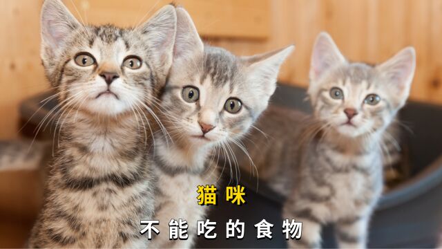 猫不能吃的4种食物 横屏硬广