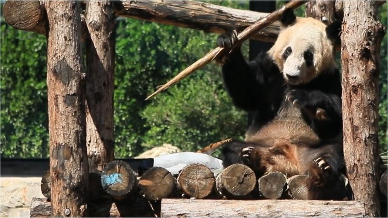 北动更新大熊猫丫丫最新视频:丫丫吃笋像是在耍金箍棒,安逸得很