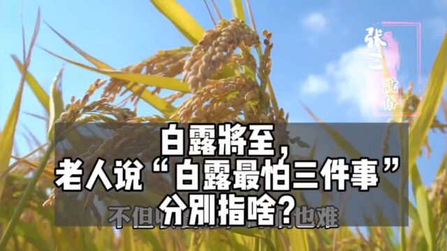 白露将至,老人说“白露最怕三件事”分别指啥?