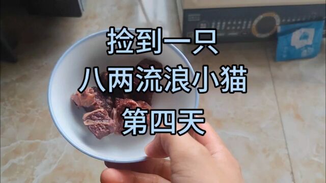 捡到流浪猫小八两的第四天