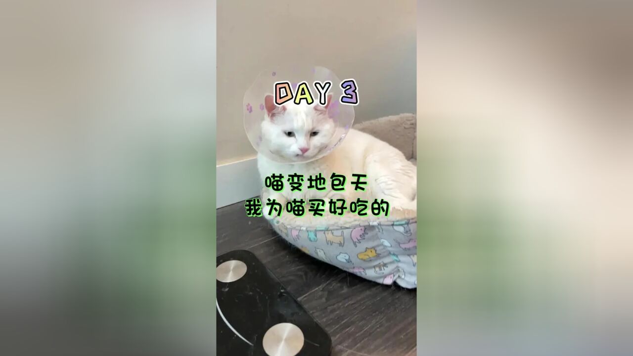 我家猫变成地包天了ⷂ𗂷#老谭捡肥日记 #vlog日常