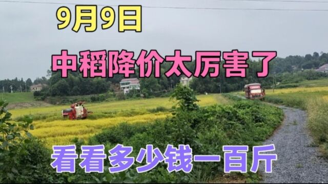 9月9日湖南中稻降价太厉害了,看下多少钱一百斤?这价格便宜吗