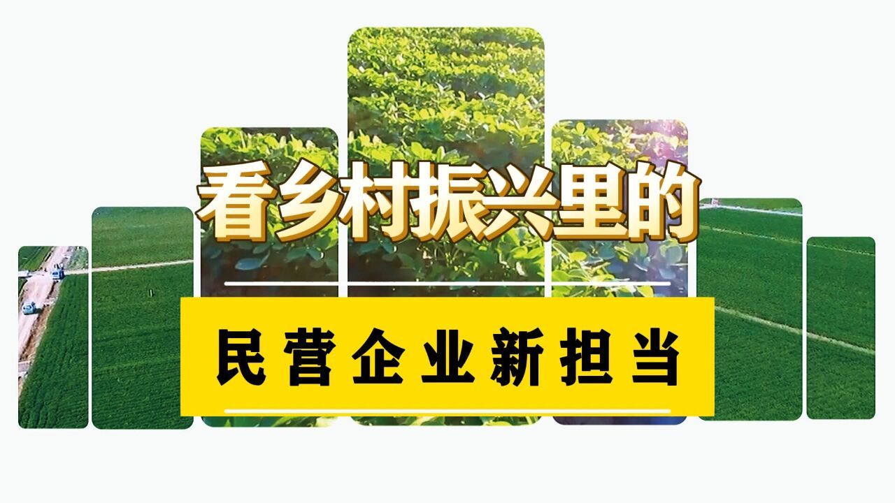 “领头雁”从这里起飞,看乡村振兴里的民营企业新担当!