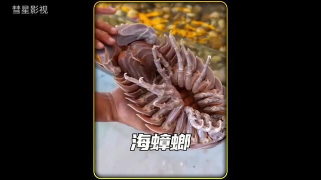 海蟑螂新吃法 大王具足虫肉炒面#美食 #地方特色美食 #海鲜