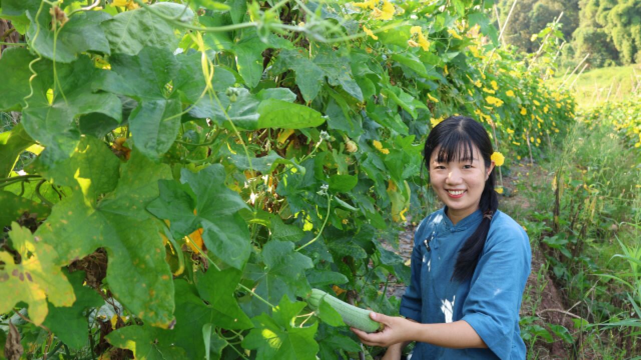 100斤丝瓜里有多少水?大家都叫我晒丝瓜干,我就来试试看吧