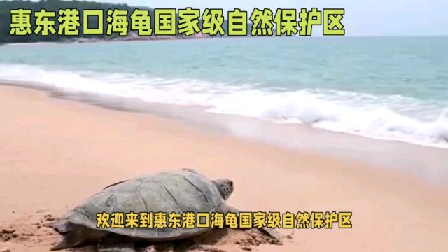 港口海龟自然保护区