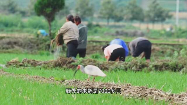 高质量发展调研行|洋县与朱鹮的不解之缘