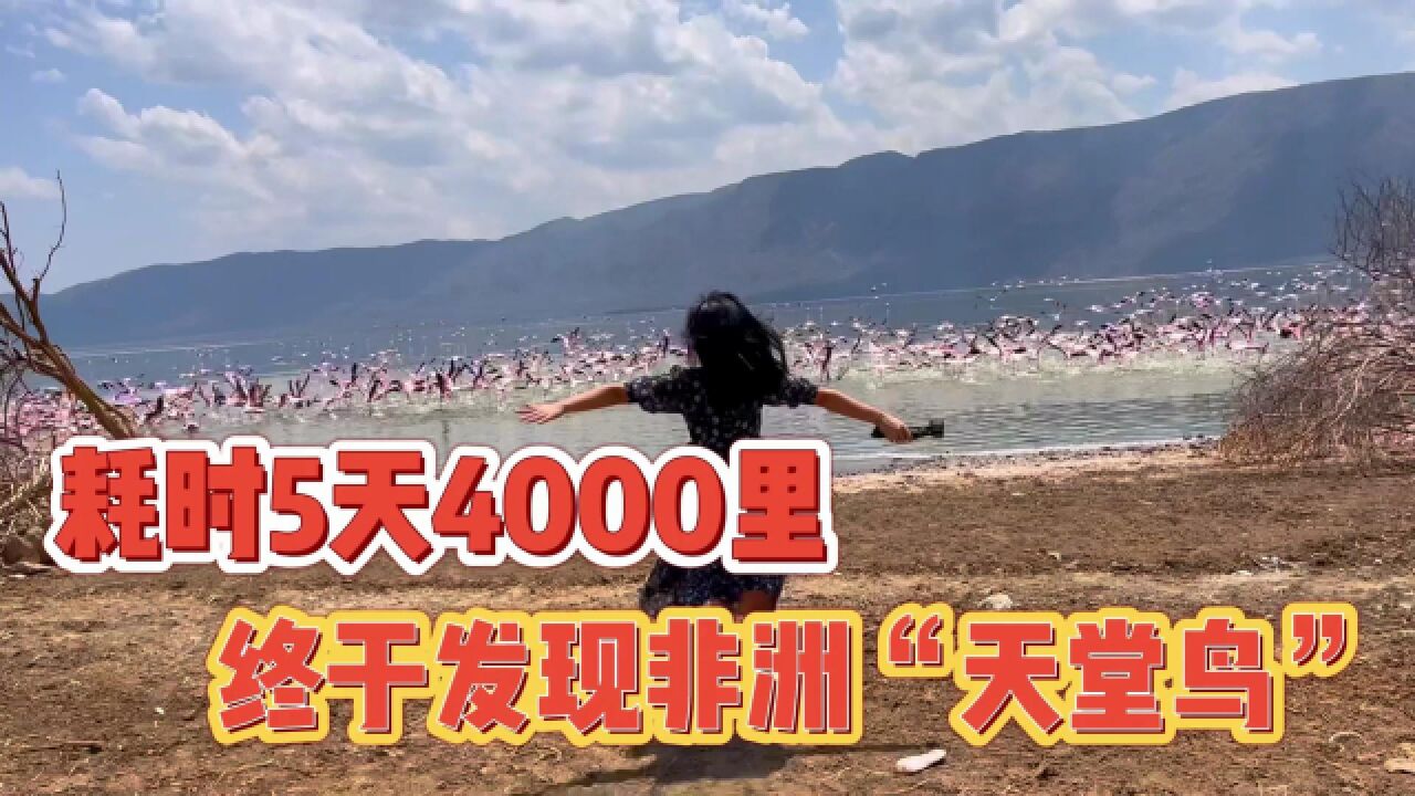 穿越4000里,找到“天堂鸟”的栖息地,没想到竟如此壮观