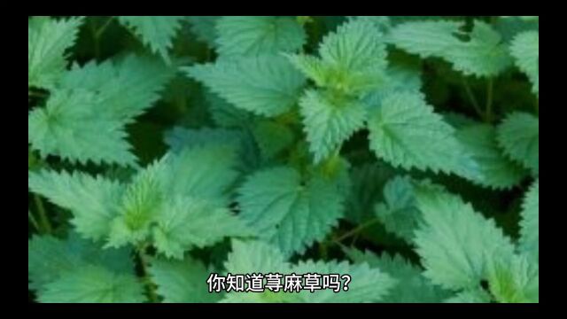 你知道荨(qi㡮)麻草吗?