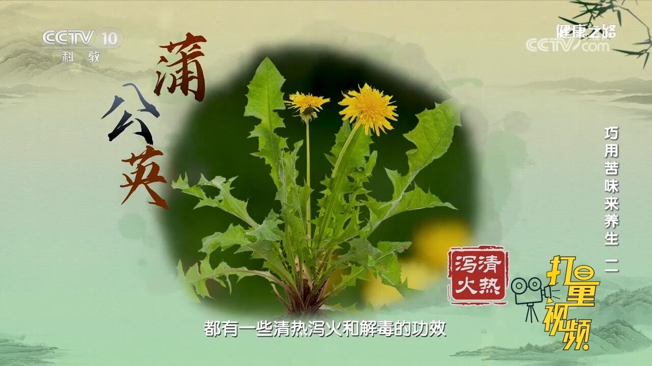 蒲公英的成分有很强抗炎、抗菌作用,常用于治疗嗓子疼等相关疾病