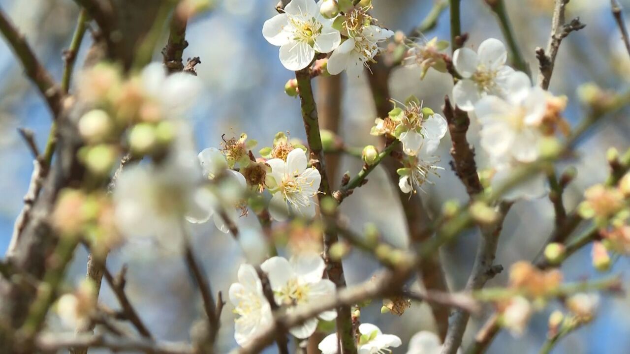 赏梅进行时!广州“萝岗香雪”进入盛花期