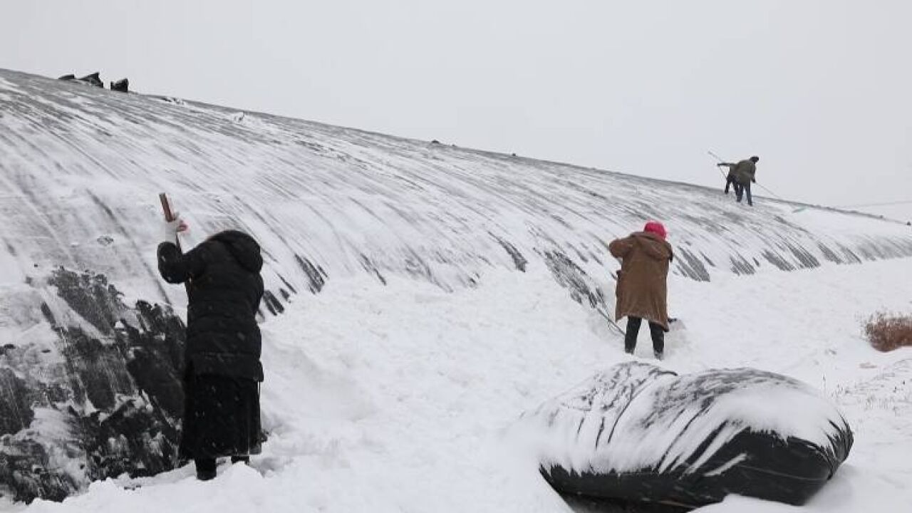 东营区:农技专家下沉一线 应对寒潮降雪