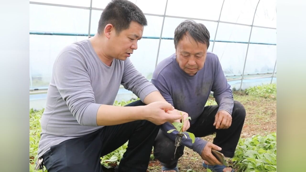 视频丨永州江华:烤烟二段育苗忙 技术指导进田间