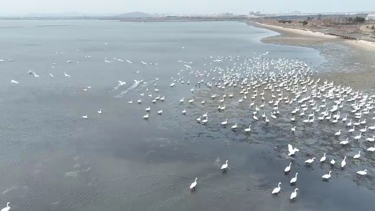 威海荣成市:大天鹅练飞准备“回迁”