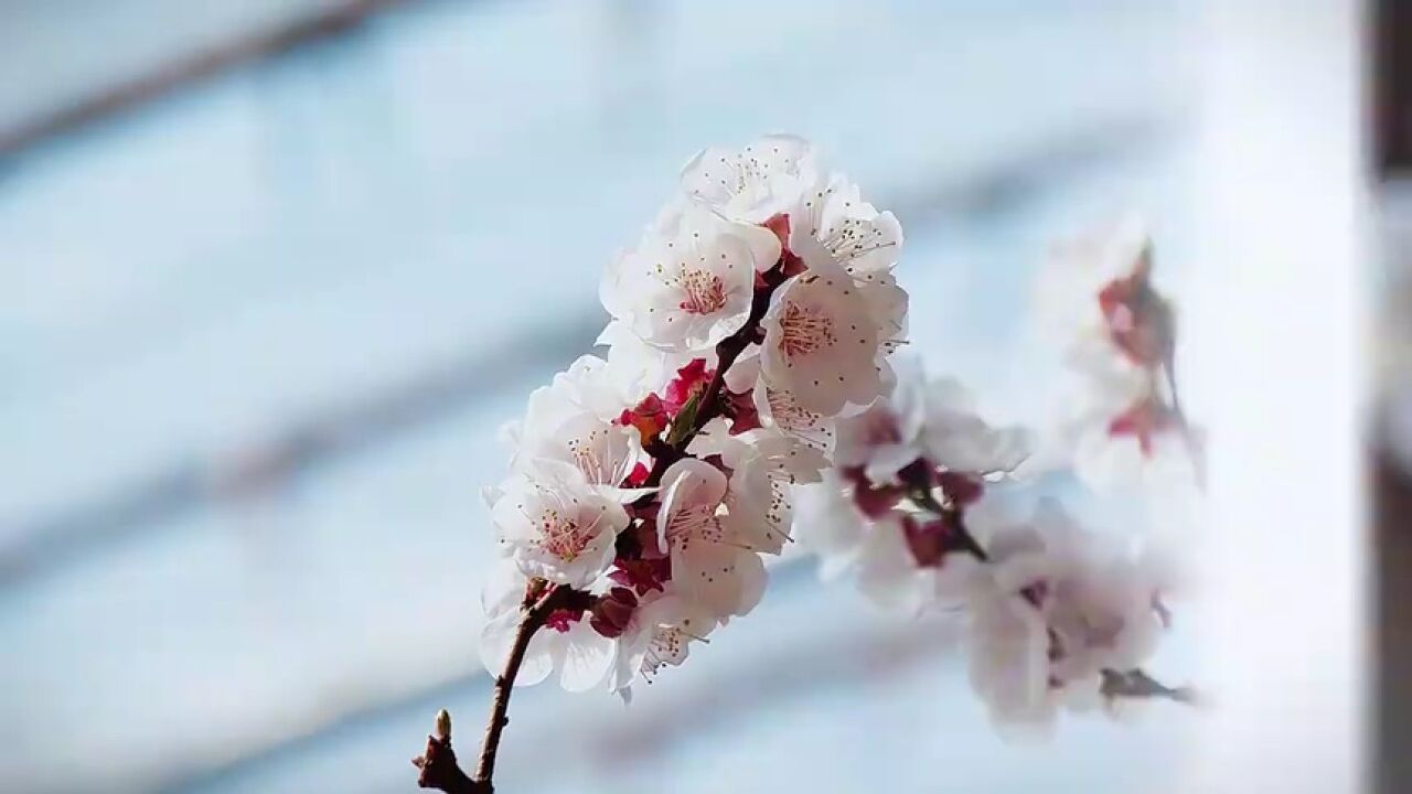 济宁市嘉祥县:杏韵花开唤春归