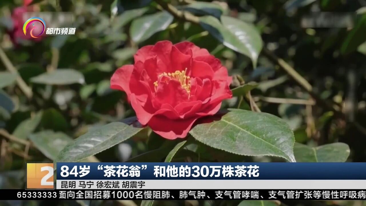 84岁“茶花翁”和他的30万株茶花