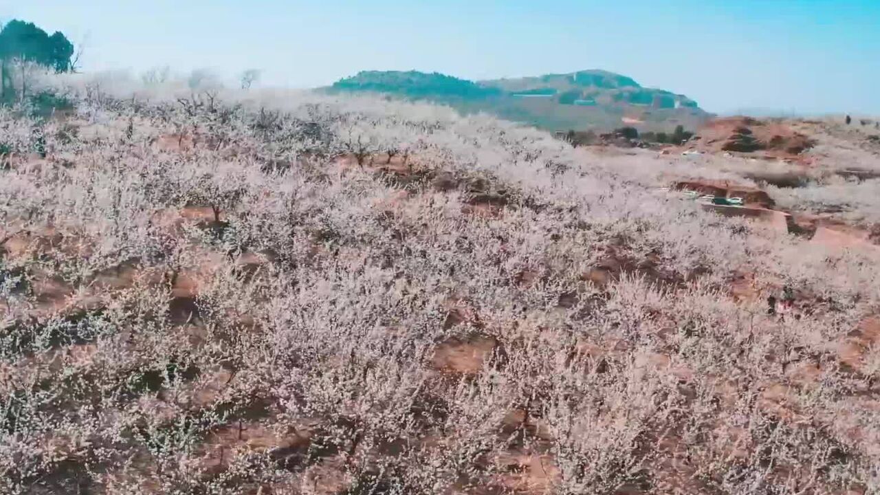 嘉祥千亩杏花竞相绽放 漫山遍野美不胜收