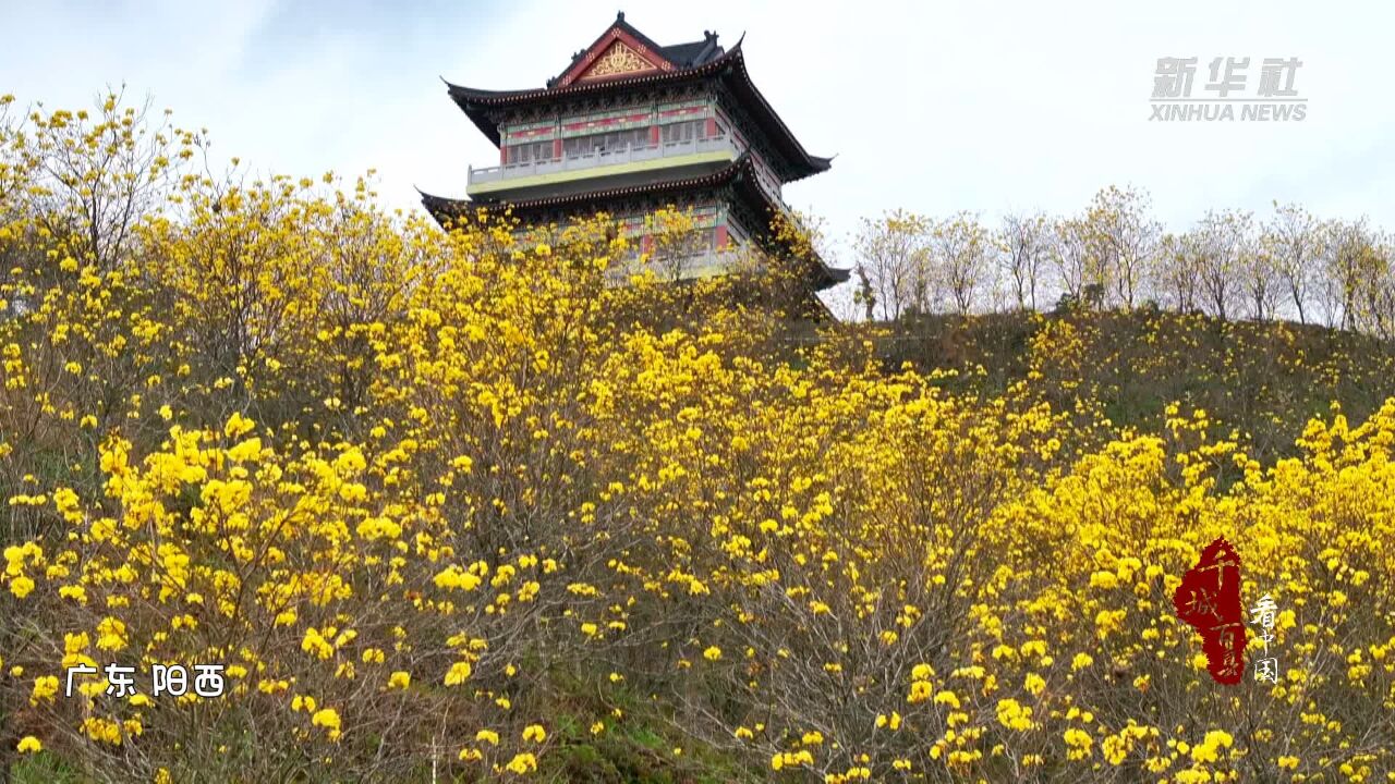 千城百县看中国|广东阳西:春日满城花似锦