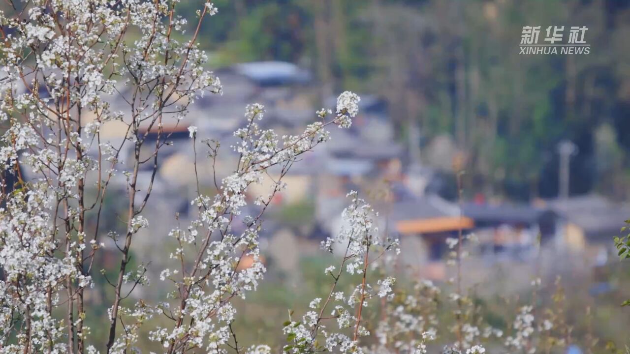 云南梁河:梨花绽放 如诗如画