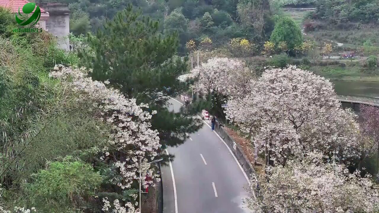 【乡村振兴进行时】仙夹镇东里村:油桐花开似雪来 “醉”美人间四月天