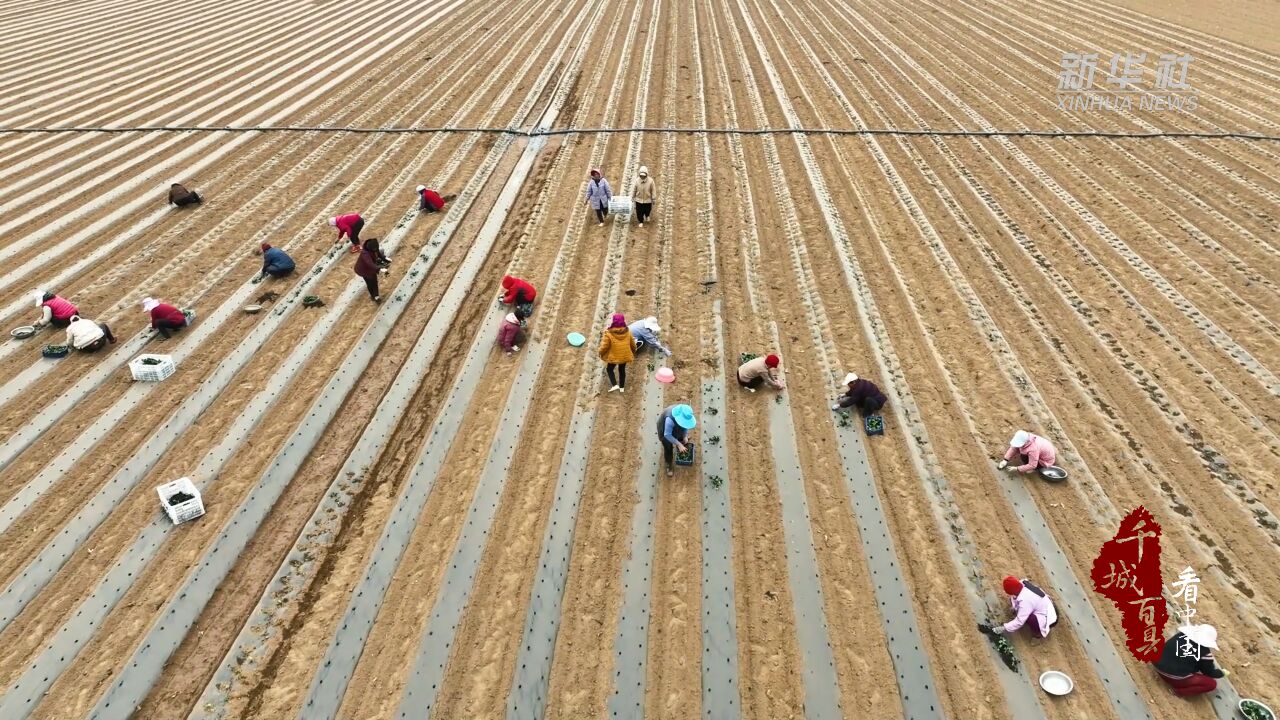 千城百县看中国丨河北固安:不负好春光 春播正当时