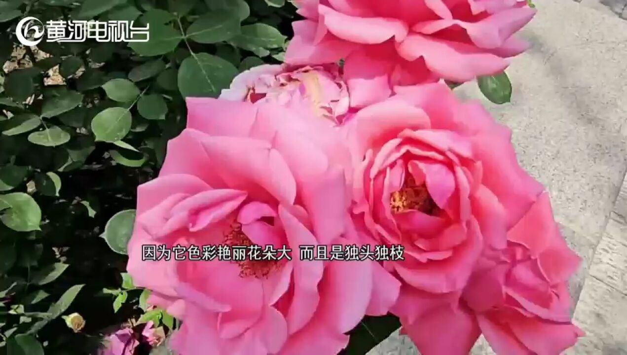 太原迎泽公园 “花中皇后”送来芬芳的“夏日来信”