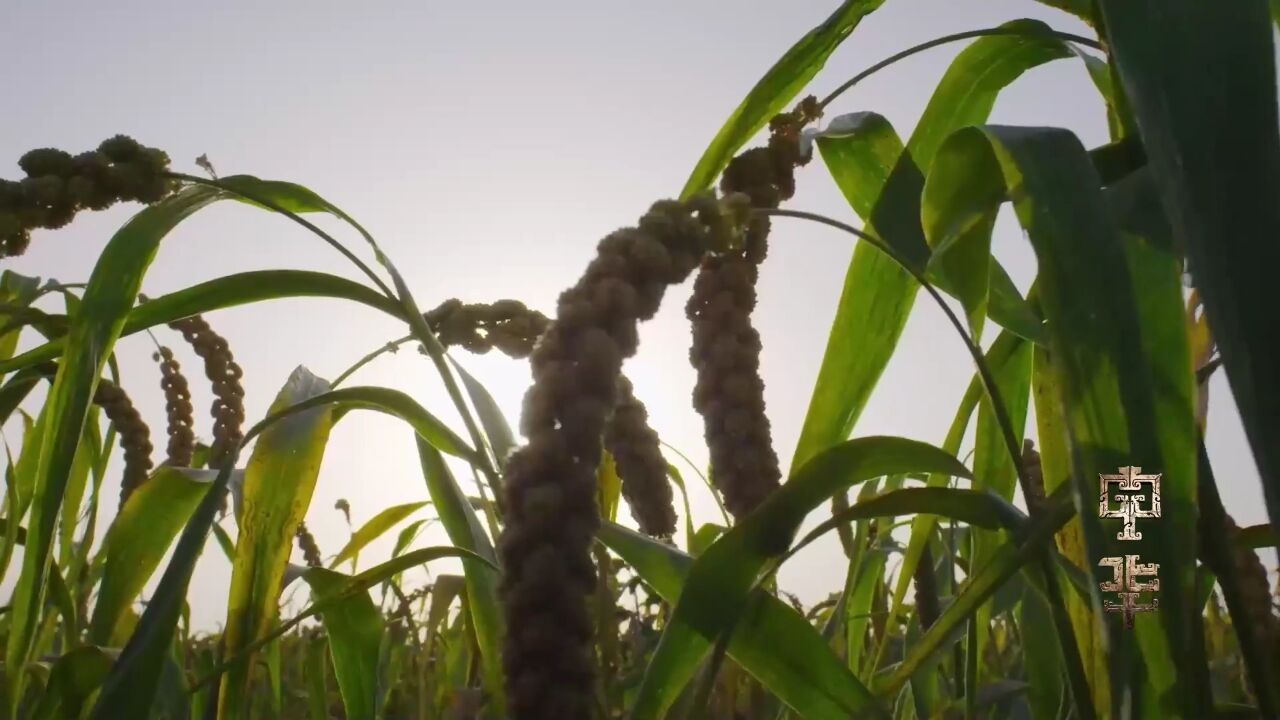 把狗尾巴草变成小米粥靠谱吗?